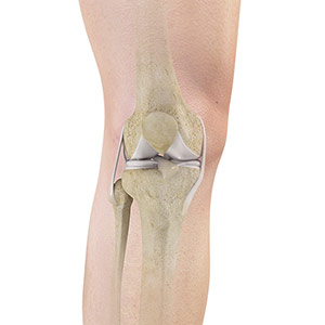 Knee Anatomy