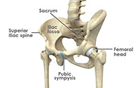 Hip Anatomy