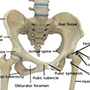 Hip Anatomy